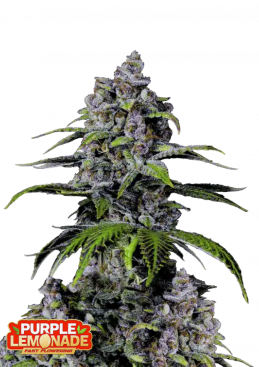 Fast Buds Hanfsamen Purple Lemonade FF ( 3 Samen )