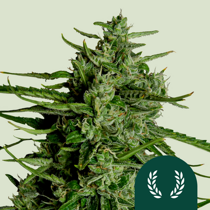 Royal Queen Seeds Hanfsamen Titan F1 Auto ( 3 Samen )