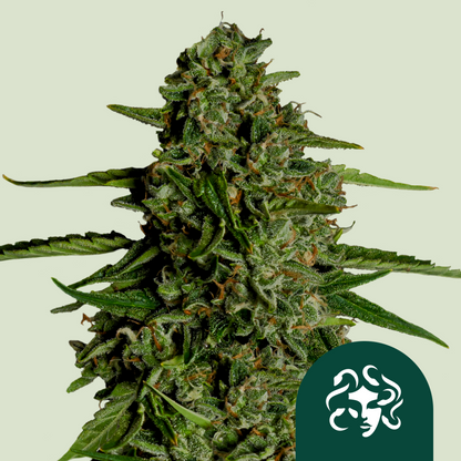 Royal Queen Seeds Hanfsamen Medusa F1 Auto ( 3 Samen )