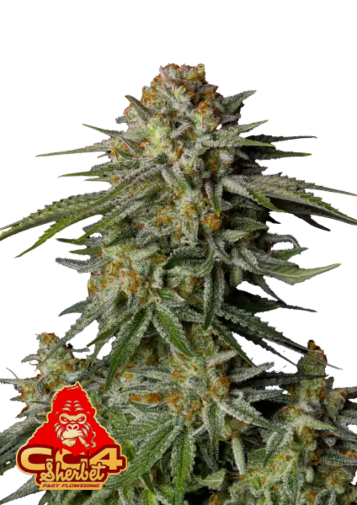 Fast Buds Hanfsamen GG4 Sherbet FF ( 3 Samen )