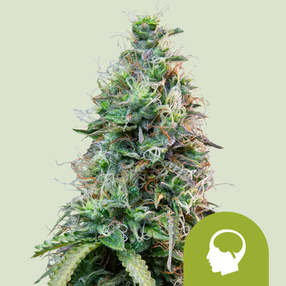 Royal Queen Seeds Hanfsamen Amnesia Haze Auto ( 3 Samen )